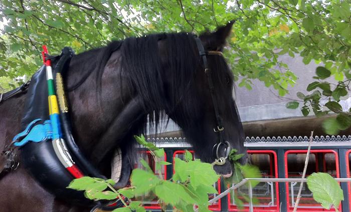 Horse with passenger boat